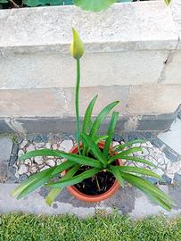 vaso con piante di agapanthus viola in fioritura