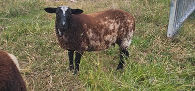Pecore