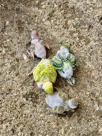 Pulli pappagalli cocorite e inseparabili