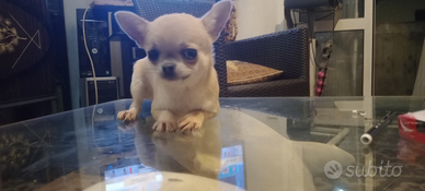 Chihuahua