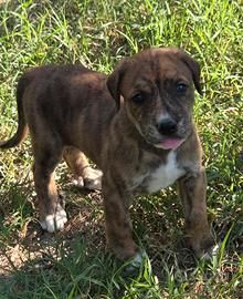 Cuccioli antilupo