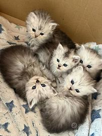 Cuccioli persiani Chinchillà