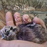 Moroseta SILKIE + colori