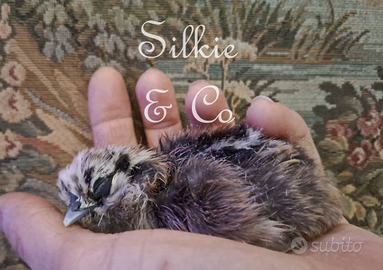 Moroseta SILKIE + colori