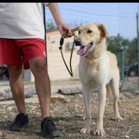 Ciabatta, simpatico e goffo desidera una vita vera