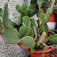 Pianta Opuntia