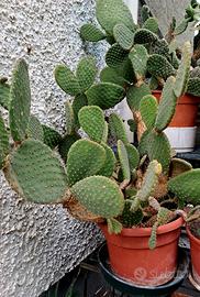 Pianta Opuntia