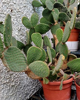 Pianta Opuntia