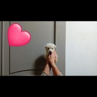 Cucciolo Maltipoo mini toy da borsetta