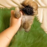 Spitz Pomerania alta selezione, PEDIGREE ENCI