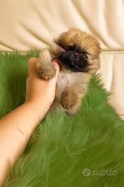 Spitz Pomerania alta selezione, PEDIGREE ENCI