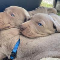 Cuccioli weimaraner