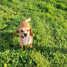 Cagnolino da compagnia, allegro e simpaticissimo