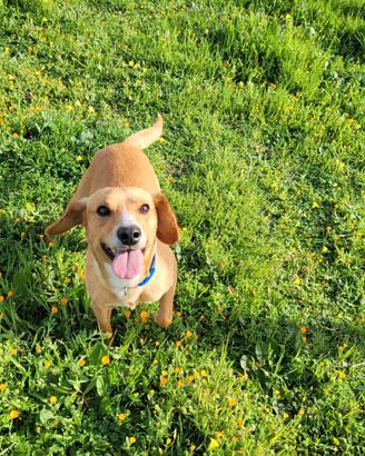Cagnolino da compagnia, allegro e simpaticissimo