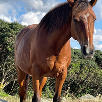 Cavalla Purosangue Inglese