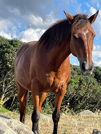 Cavalla Purosangue Inglese