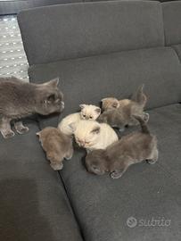 Gatti