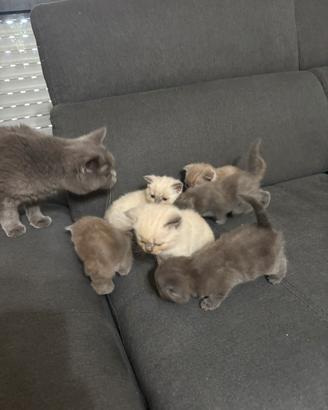 Gatti