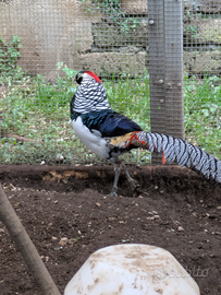 Fagiano lady Amherst