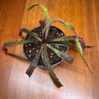 Drosera "adelae" pianta mangia insetti