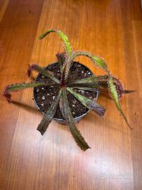 Drosera "adelae" pianta mangia insetti