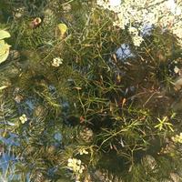 Medaka e macropodus opercularis