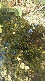 Medaka e macropodus opercularis