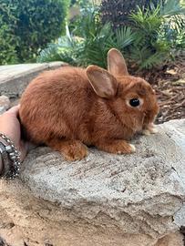 Dwarf holland bunny coniglio nano
