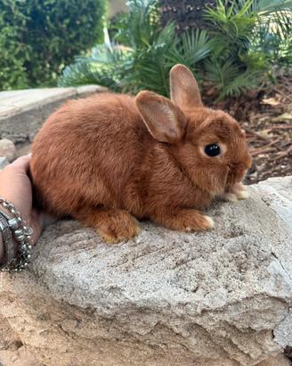 Dwarf holland bunny coniglio nano