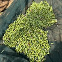 Profumi della terra di Sicilia