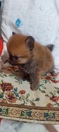Spitz Pomerania