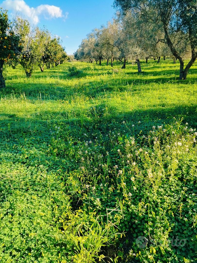 Terreno agricolo - Altro