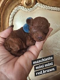 Barboncino mini toy red