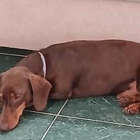 Bassotto cioccolato kaninchen