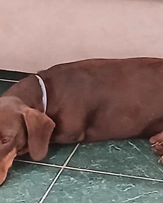 Bassotto cioccolato kaninchen