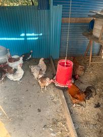 Galline,oche e faraone