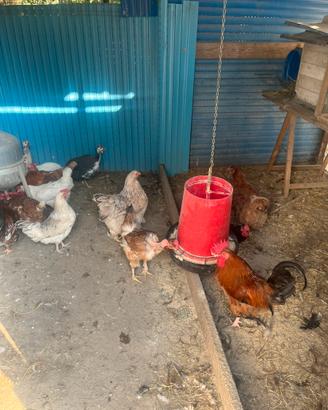 Galline,oche e faraone