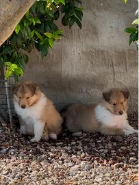 Cucciolo pastore Scozzese con pedigree