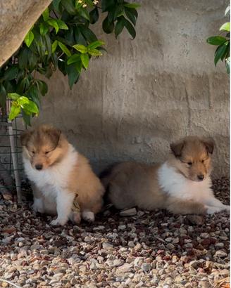 Cucciolo pastore Scozzese con pedigree