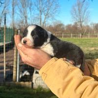 Cuccioli di border collie