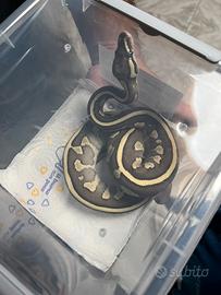 Pitoni baby disponibilità di varie mutazioni