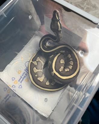 Pitoni baby disponibilità di varie mutazioni