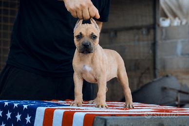 Pitbull UKC femmina