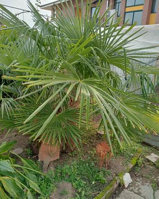 palme