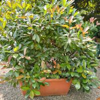 Photinia in vaso