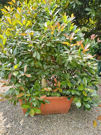 Photinia in vaso