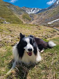 Border Collie disponibile per monta