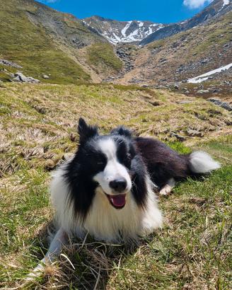 Border Collie disponibile per monta