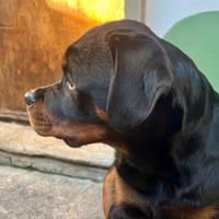 Rottweiler cucciolo
