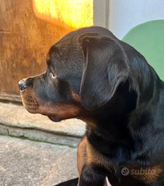 Rottweiler cucciolo